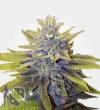 LA Confidential marijuana strain