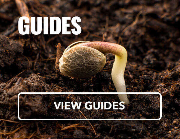 Marijuana Growing Guides