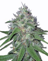 Amnesia Haze Marijuana seeds