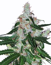 White LSD Auto Feminized seeds