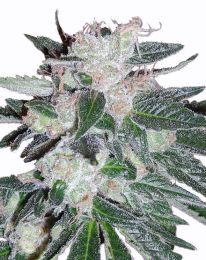 Bubblegum Auto Feminized seeds