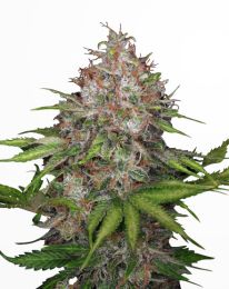 CBG Soul Feminized Cannabis Seeds