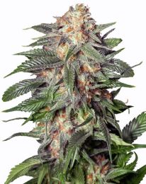 Gelato Auto Feminized Cannabis Seeds