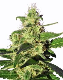 Golden Nugget Marijuana seeds