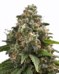 Green Crack Feminized seeds