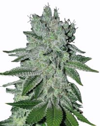 Headband OG Feminized seeds