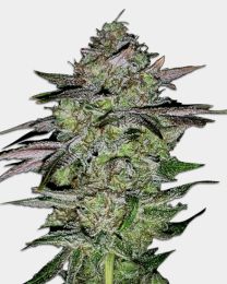 Lemon Tree Feminized Seeds