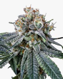 MAC Feminized Marijuana Seeds 