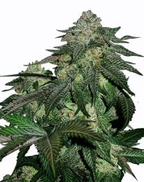 Magnum Automatic Feminized seeds