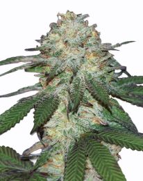 Mango Automatic Feminized  seeds