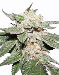 Master Kush Marijuana seeds