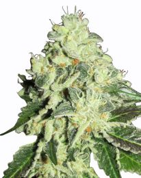 Nitro Lemon Haze Marijuana seeds