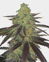 Platinum OG Feminized Cannabis Seeds