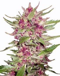 Purple Hulk Automatic seeds