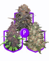 Purple Strains Variety Pack