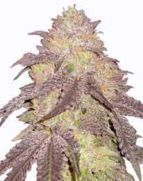 Runtz Autoflower Feminized Seeds