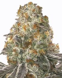 Slurricane Feminized Cannabis Seeds