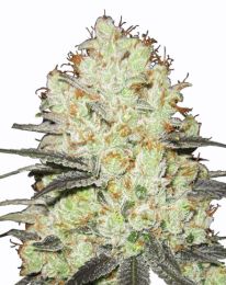 Strawberry Cough Feminized