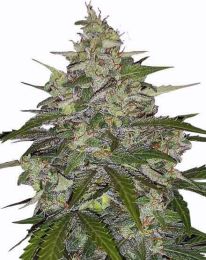 Zkittlez Regular Cannabis Seeds