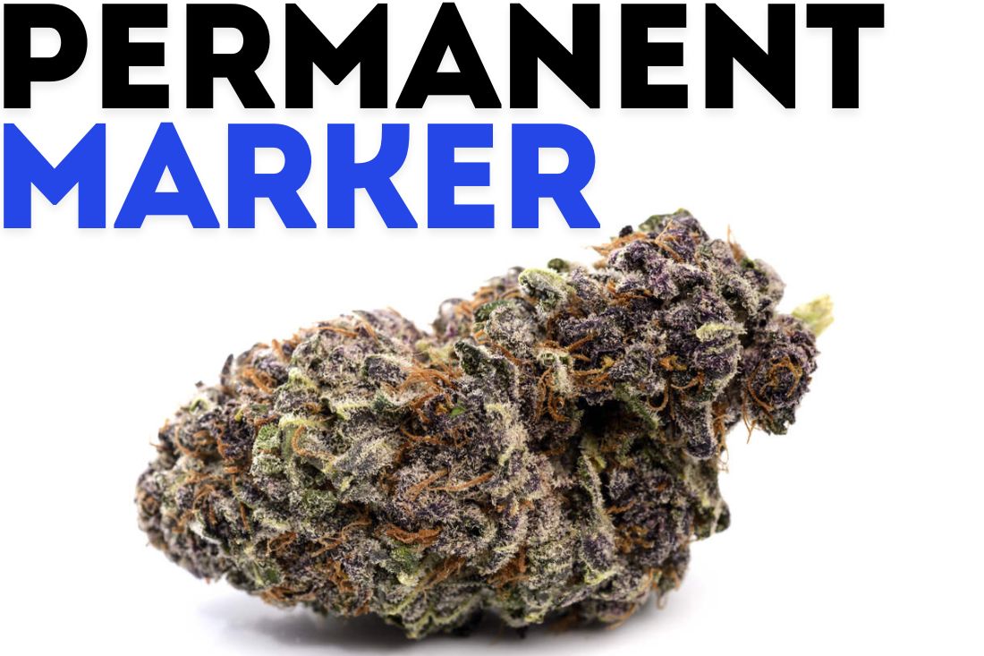 Permanent Marker Strain Review – Effects, Taste & Grow Guide