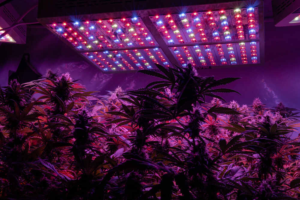 autoflower growing under LED grow lights