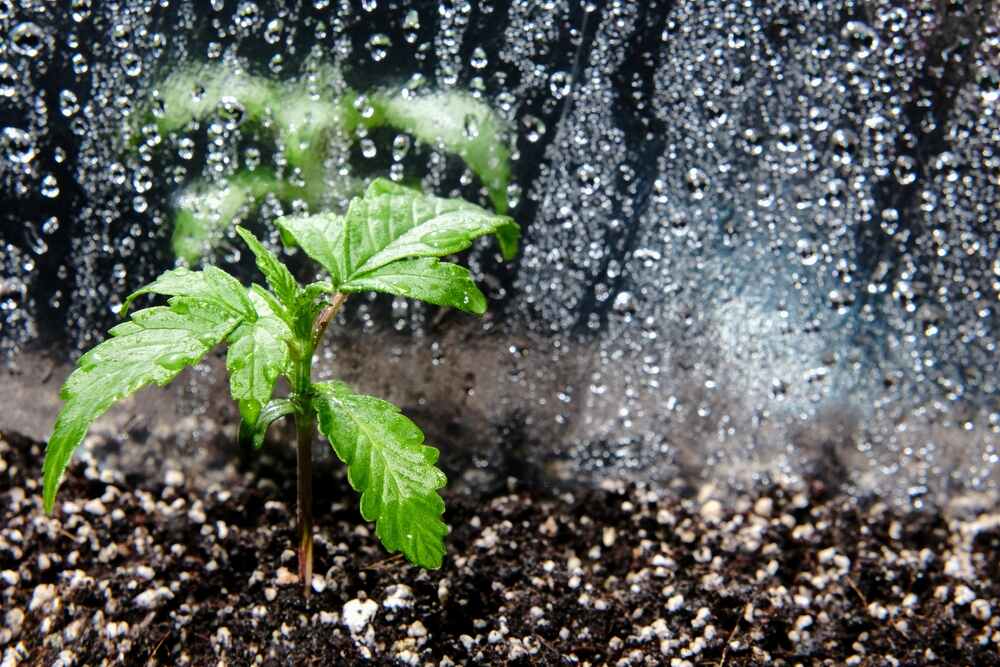 cannabis plant being watered to flush nutrients