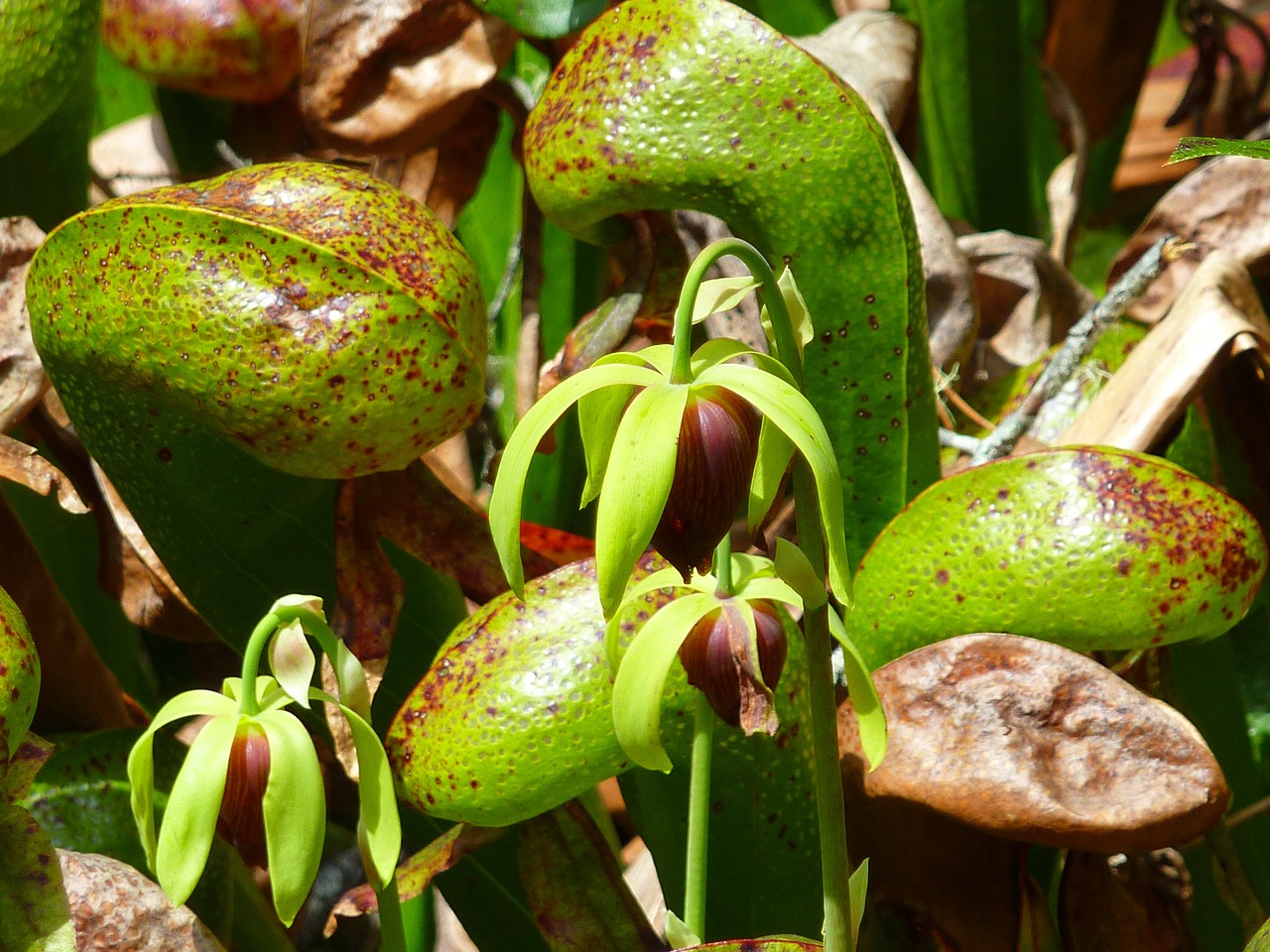 how to avoid insects in your plants