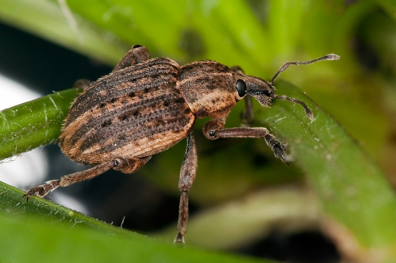 How to avoid insects in your plants