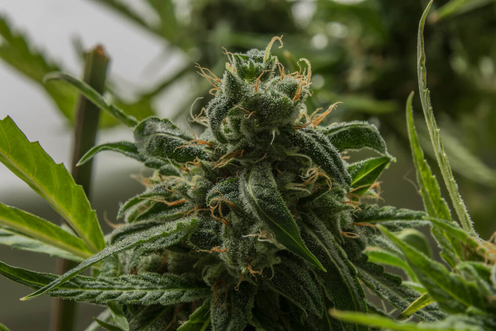 All You Need to Know About OG Kush Strain