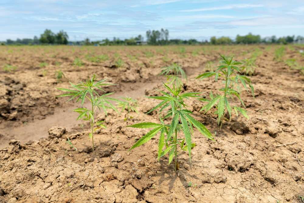 cannabis growing during a drought