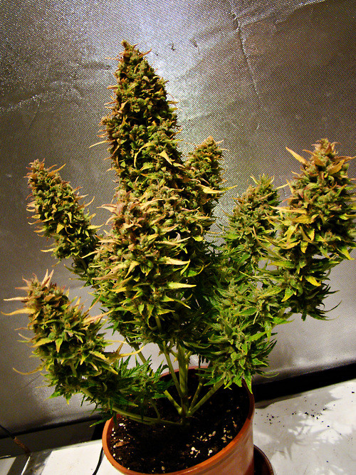 Optimum light cycles for an Autoflowering Marijuana Strain