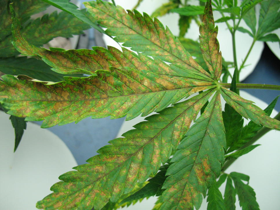 Cannabis Calcium Deficiency: Fixing Your Sick Marijuana Plant