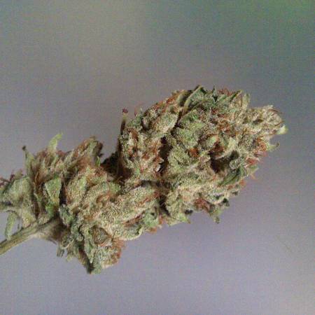 LA Confidential flower