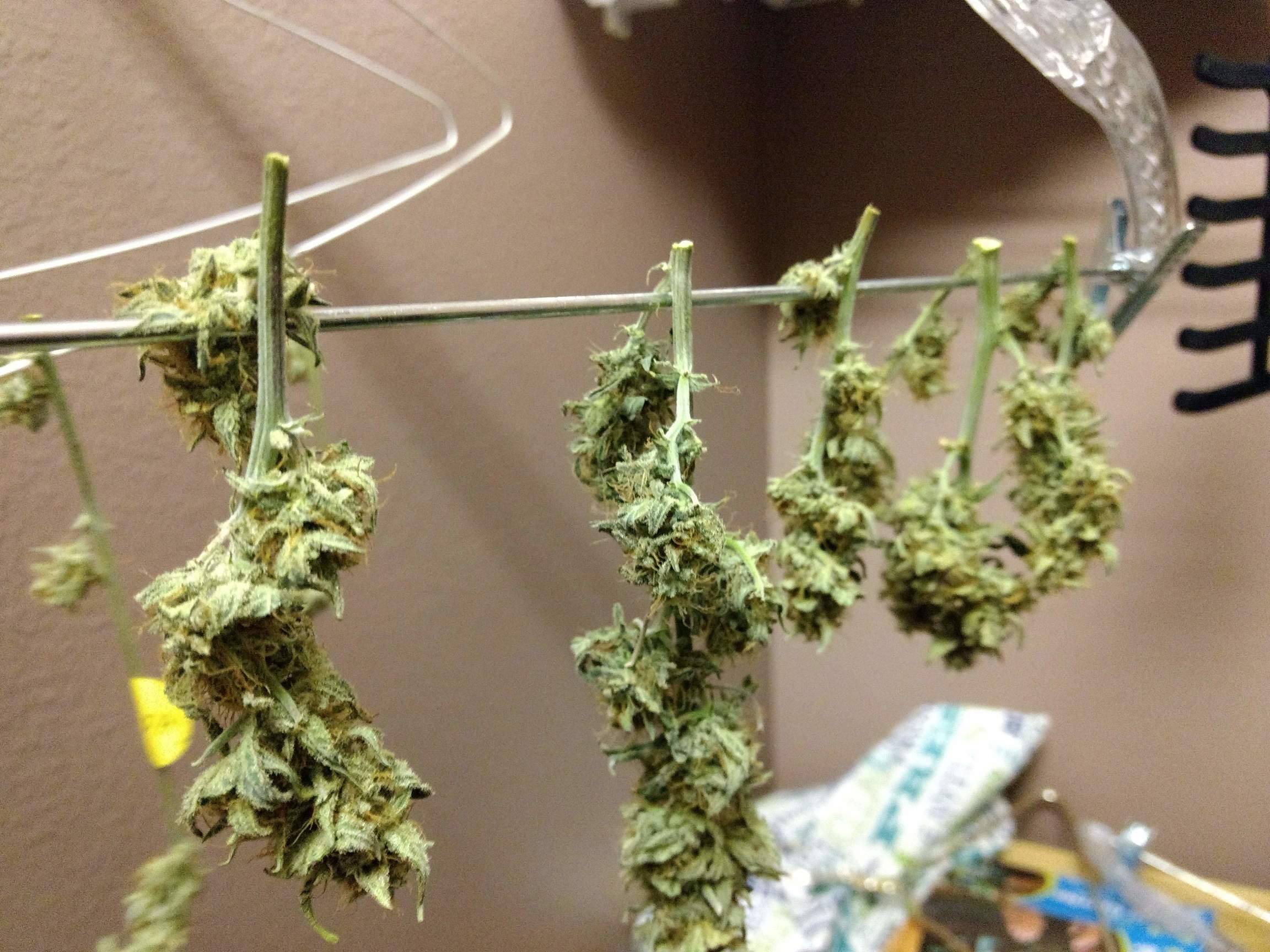 How to avoid fluffy, loose and airy buds