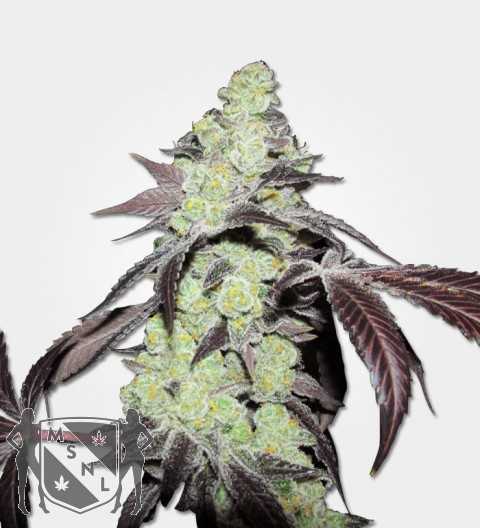 All about the Purple Kush Marijuana Strain