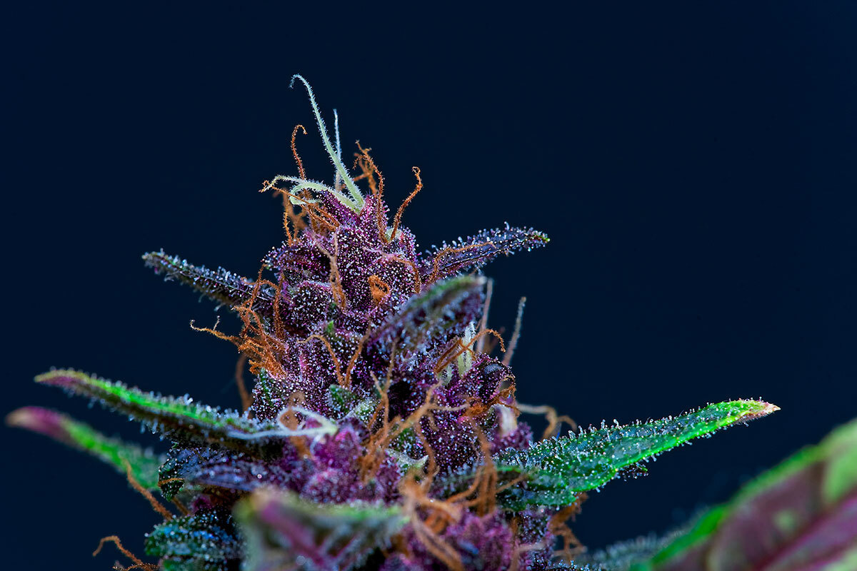 Purple weed trichomes