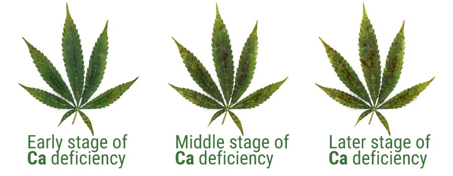 Calcium deficiency on weed LeafCalcium deficiency on weed Leaf