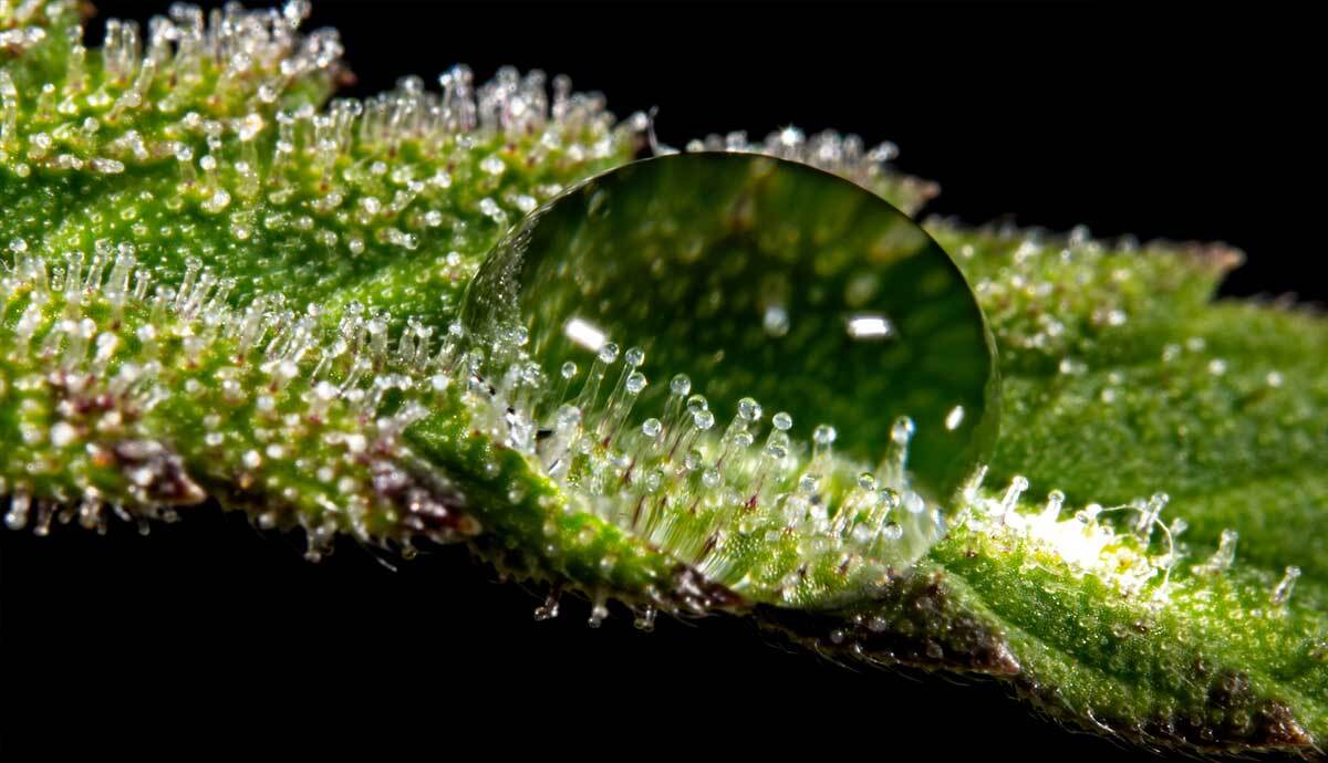 Super Macro Close Trichomes