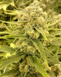 chocolope feminized marijuana plant closeup