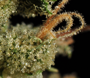 durban poison strain flowering & trichome closeup