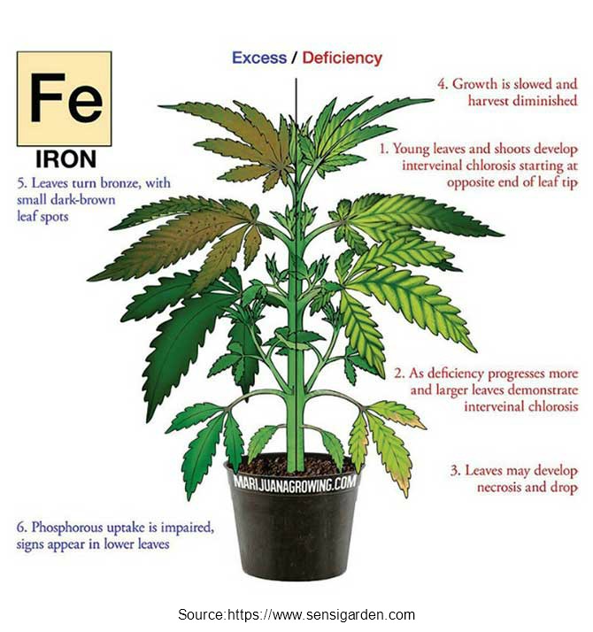 iron deficiency cannabis diagram