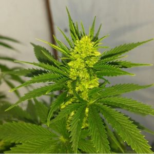 male cannabis plant