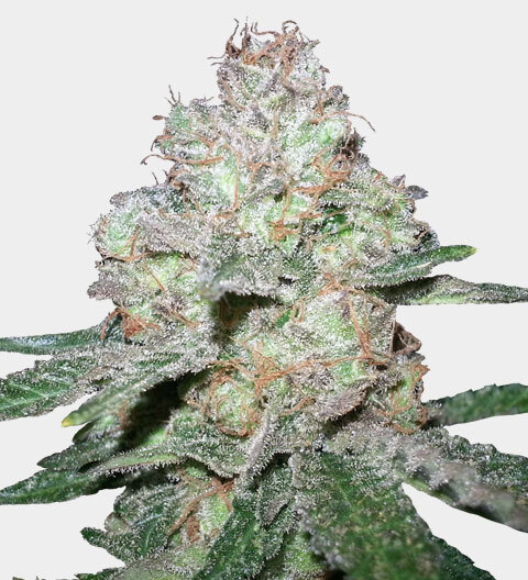 amnesia haze fast flowering marijuana plant