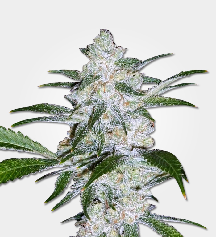 bubblegum strain