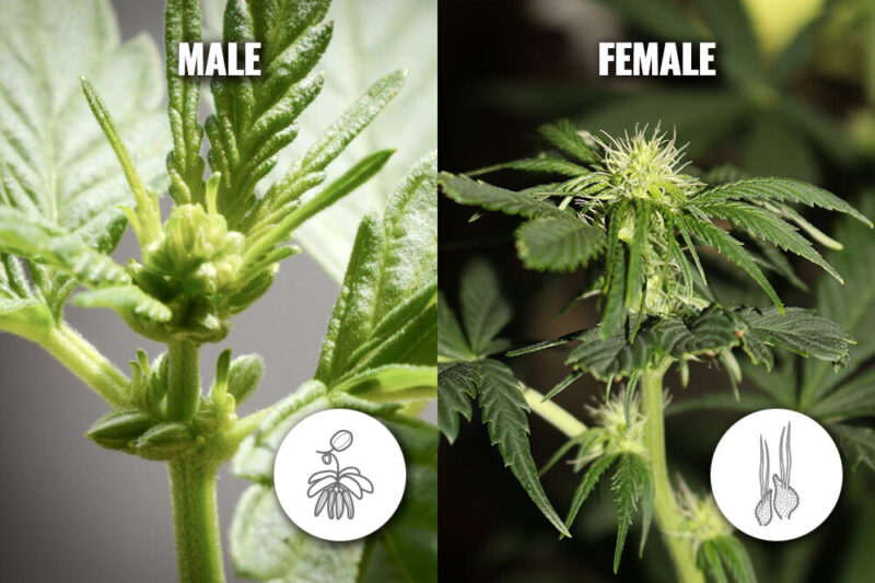 MALE VS. FEMALE CANNABIS PLANTS