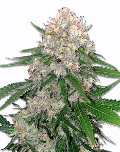 critical cannabis strain