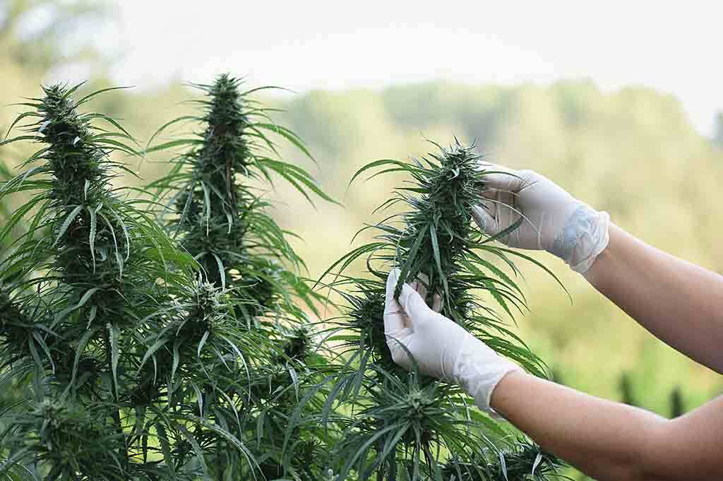 Someone examining outdoor weed grow