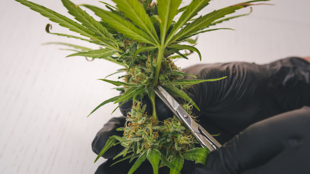 Trimming the fine leaves off the female marijuana flowers before drying