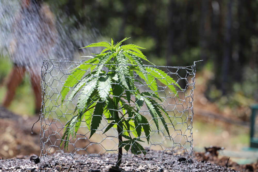 Cannabis plant outdoors in the early veg stage