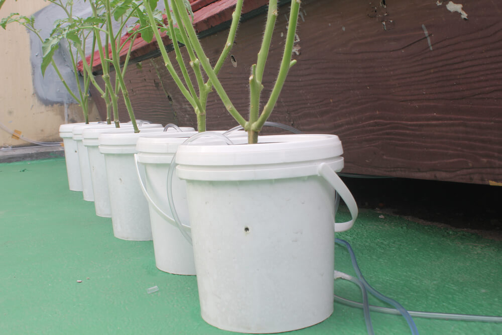 hempy buckets for marijuana